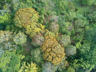 Wall Mural - Colorful forest trees above view