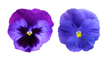 Pansies Isolated On White Background.