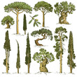 big set of engraved, hand drawn trees include pine, olive and cypress, fir tree forest isolated object
