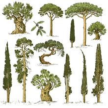 Big Set Of Engraved, Hand Drawn Trees Include Pine, Olive And Cypress, Fir Tree Forest Isolated Object