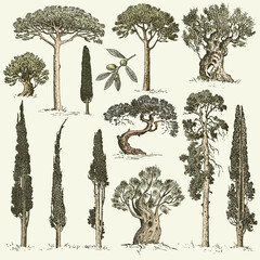 big set of engraved, hand drawn trees include pine, olive and cypress, fir tree forest isolated object