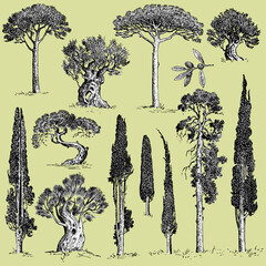 big set of engraved, hand drawn trees include pine, olive and cypress, fir tree forest isolated object