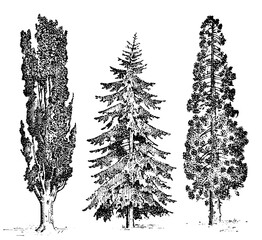 set of hand drawn trees italian cypress and stone pine , pinea, isolated vector illustration, engraved symbols of south, evergreen