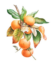 Watercolor Botanical Illustration Of The Persimmon Tree Branch With Fruits And Leaves
