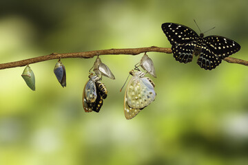 Wall Mural - Transformation of Common Archduke butterfly emerging from chrysalis ( Lexias pardalis jadeitina )