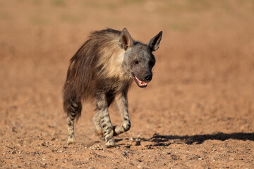 Wall Mural - a brown hyena (hyaena brunnea) walking, kalahari desert, south africa.