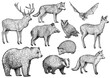 Forest animal illustration, drawing, engraving, ink, line art, vector