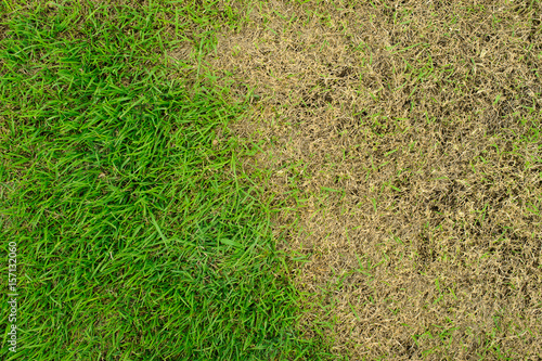 Fotografía Pests and disease cause amount of damage to green lawns, lawn in bad condition a