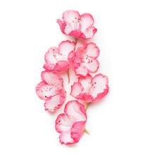 Beautiful Pink Flowers On White Background, Close Up