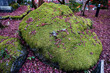 Moss on the rock, Kyoto Japan