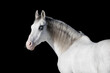 Gray horse portrait with long mane on black background isolated
