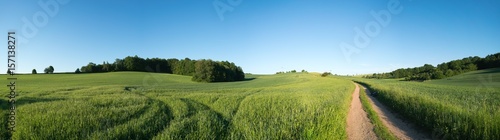 Foto-Kissen premium -  Panorama summer green field landscape with dirt road (von luchschenF)