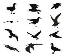 Set Of Silhouettes Of Seagulls