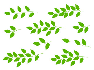 Wall Mural - set of tree branches with green leaves