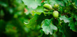 © InspiringMoments - Oak tree in the summer. Oak branch with green leaves and acorns on a sunny day. Blurred leaf background. Closeup. Copy space. Place for text.