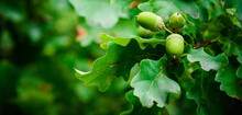 Oak Tree In The Summer. Oak Branch With Green Leaves And Acorns On A Sunny Day. Blurred Leaf Background. Closeup. Copy Space. Place For Text.