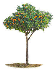 Wall Mural - Tangerine tree on white background