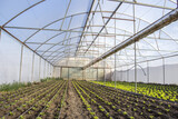 Fototapeta Mosty linowy / wiszący - Rows of green plants on modern farm for growing lettuce 