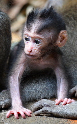 buy a baby monkey