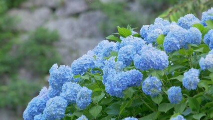 Wall Mural - Blue hydrangea swaying in wind
