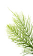 Equisetum arvense - Horsetail herb