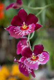 Fototapeta Storczyk - Цветущая экзотическая орхидея.