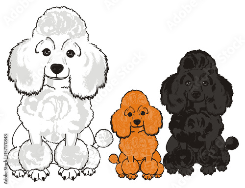 Poodle Dog Puppy Cartoon Friend Pet Animal Hair Nose