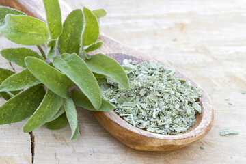 fresh and dried sage