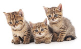 Fototapeta Pokój dzieciecy - Three little kittens.