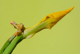 Gele iris