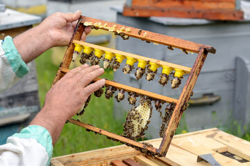 Wall Mural - The beekeeper inspects a frame which raised new queen bees. Karl Jenter. Apiculture.