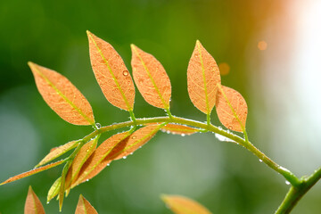 Wall Mural - Fresh green leaves with raining on morning sun.