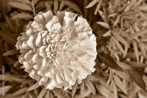 Plakat kwiat zbliżenie aster koloru sepii