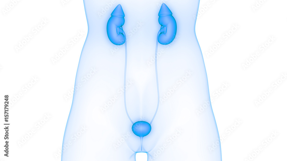 Stock-Illustration „Female Body Organs (Kidneys with Urinary Bladder ...