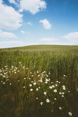Wall Mural - daisy flower on wheat field