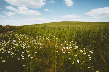 Wall Mural - daisy flower on wheat field