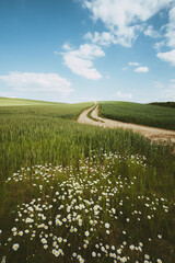 Wall Mural - road and daisy flower countryside