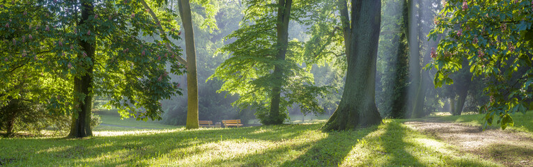 Wall Mural - panorama of spring park in a sunny and sunny morning