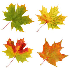 four autumn maple leaves isolated on white background.