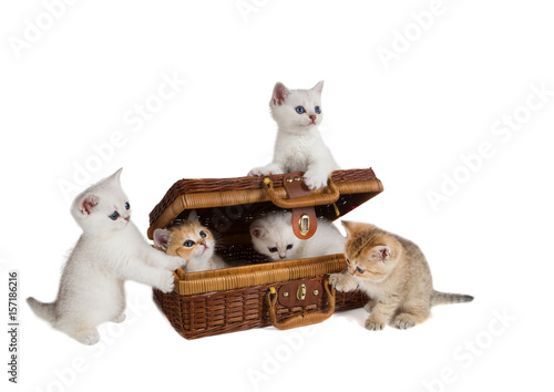 Five Kittens Of Breed British Shorthair Chinchilla Are Playing