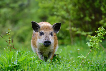 Wall Mural - Wild boar in forest