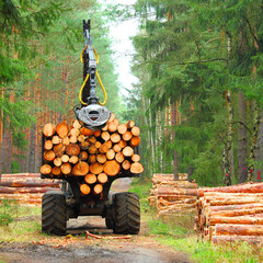 Wall Mural - Lumberjack with modern harvester working in a forest. Wood as a source renewable energy. 