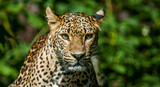 Fototapeta Zwierzęta - Taunting the Leopard 