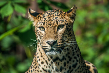 Wall Mural - taunting the leopard 3
