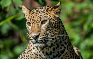 Wall Mural - taunting the leopard 2