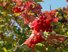 Viburnum Drupes Among Red-green Leaves In Side Sunlight.