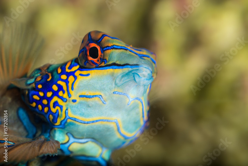 exotic saltwater fish