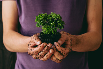 Wall Mural - Fresh garden herbs. Gardener holding fresh parsley, close-up