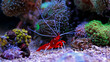 Lysmata Debelius - Red Fire Shrimp 