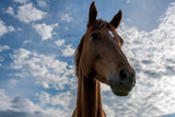 Fototapeta Konie - A beautiful red horse